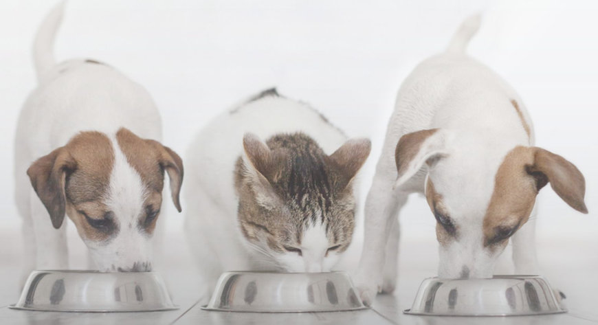 Big Idea Ventures and Mars launch Next Generation Pet Food Program pilot in collaboration with AAK and Bühler
